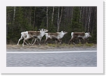 reindeers on the road  1151 * 1000 x 667 * (439KB)